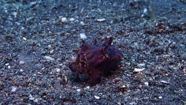 Flamboyant Cuttlefish feeding on Shrimp