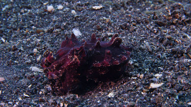 Flamboyant Cuttlefish feeding on Shrimp