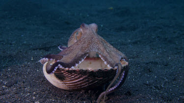 Coconut Octopus finds clam shell