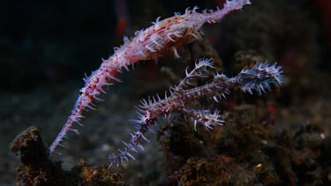 Ornate Ghost Pipefish (Solenostomus paradoxus) pair