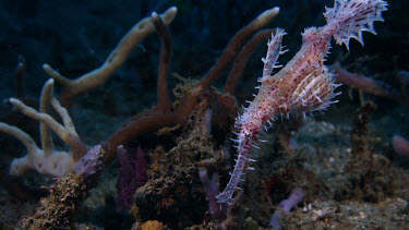 Ornate Ghost Pipefish (Solenostomus paradoxus) pair