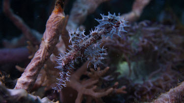 Ornate Ghost Pipefish (Solenostomus paradoxus) pair