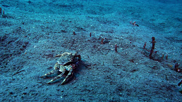 Coconut octopus attacks crab