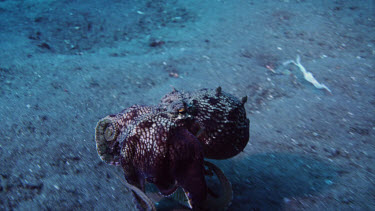 Coconut octopus eating crab and walking