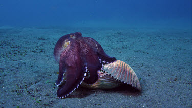 Coconut octopus in clam eating crab