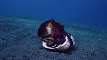 Coconut octopus in clam eating crab