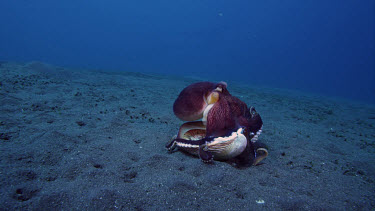 Coconut octopus in clam eating crab then walks away