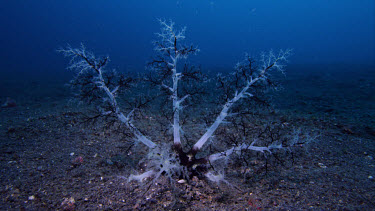 Sea Cumber feeding