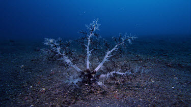 Sea Cumber feeding