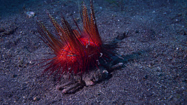 Carrier Crab carries Fire Urchin