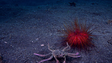 Carrier Crab dons Fire Urchin
