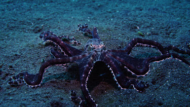 Mimic Octopus, Thaumoctopus mimicus, turns purple