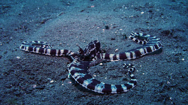 Mimic Octopus, Thaumoctopus mimicus, broad stripes