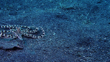 Mimic Octopus, Thaumoctopus mimicus, digs into sand