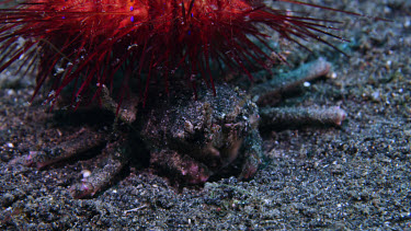 Carrier Crab with Fire Urchin preens antenae