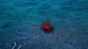 Carrier Crab dons Fire Urchin - wide