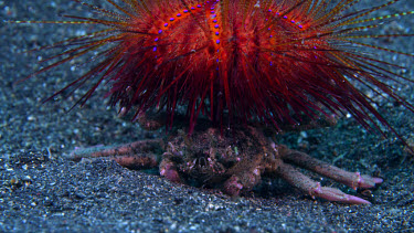 Carrier Crab with Fire Urchin - close up