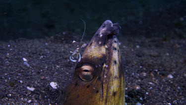 Blacksaddle snake eel, Ophichthus cephalozona, with shrimp on its nose