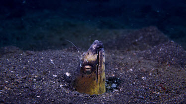 Blacksaddle snake eel, Ophichthus cephalozona, with shrimp on its nose