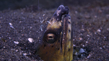 Blacksaddle snake eel, Ophichthus cephalozona, with shrimp on its nose