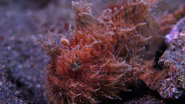 Hairy frogfish, Antennarius striatus