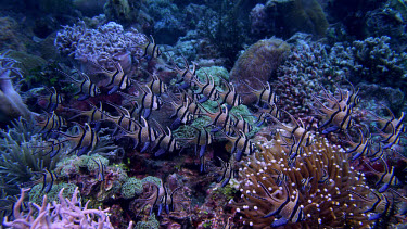 Banggai cardinal fish, Pterapogon kaudemi over reef