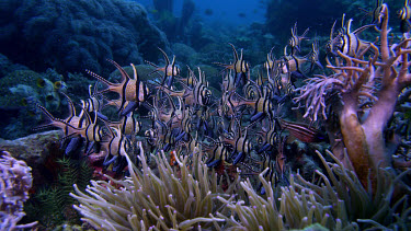 Banggai cardinal fish, Pterapogon kaudemi over reef