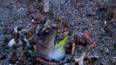 Yellowbarred Jawfish, Opistognathus sp., digs out burrow