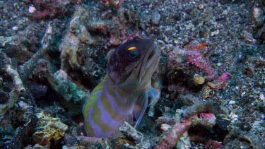 Yellowbarred Jawfish, Opistognathus sp., digs out burrow