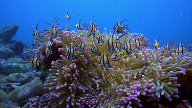 Banggai cardinal fish, Pterapogon kaudemi over clown anemone