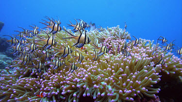 Banggai cardinal fish, Pterapogon kaudemi over clown anemone