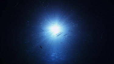 Opalescent Squid, Loligo opalescens, spawning at night