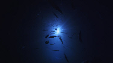 Opalescent Squid, Loligo opalescens, spawning at night