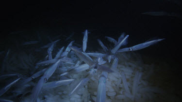 Opalescent squid mating above eggs