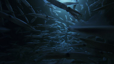 Opalescent squid gather for spawning under moonlight