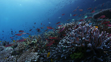 Coral seascape with Anthias and other reef fish