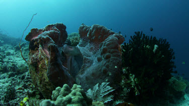 Fully opened Giant Clam on a reef with reef fish in the background