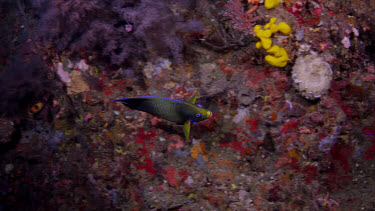 Semicircle Angelfish (Pomacanthus semicirculatus)