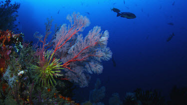 Red Gorgonian coral with chrinoid - seascape