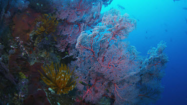 Red Gorgonian coral with chrinoids - seascape