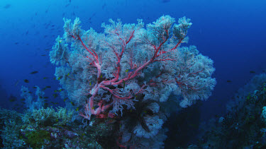 Red Gorgonian coral - seascape