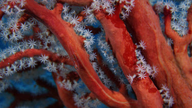 Goby on red gorgonian coral