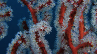 Red Gorgonian coral close-up