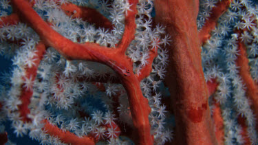 Goby on red gorgonian coral