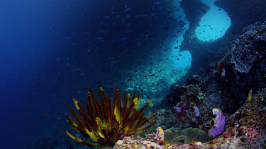 Chrinoid with window-like holes in reef as background
