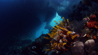 Chrinoid with window-like holes in reef as background