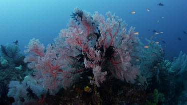 Red Gorgonian coral - seascape