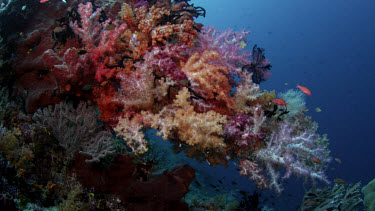 Spectacular outcrop of soft corals