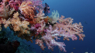 Spectacular outcrop of soft corals