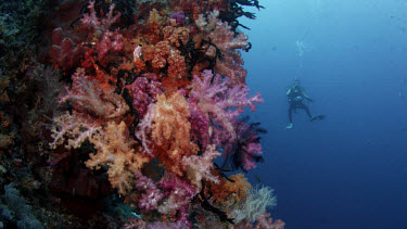 Michele swims by wall covered in soft corals